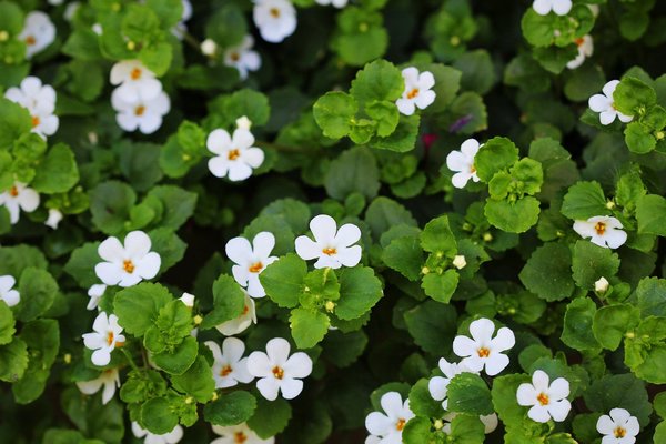 Bacopa monnieri