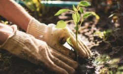 9 способов, которыми садоводство улучшает здоровье и помогает жить дольше
